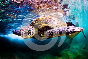 Hawaiian Green Sea Turtle cruising in the warm waters of the Pacific Ocean