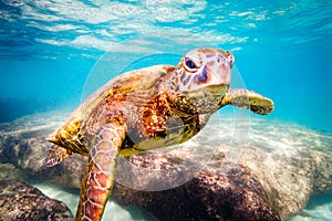 Hawaiian Green Sea Turtle cruising in the warm waters of the Pacific Ocean