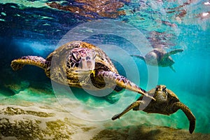 Hawaiian Green Sea Turtle cruising in the warm waters of the Pacific Ocean