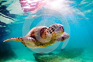 Hawaiian Green Sea Turtle cruising in the warm waters of the Pacific Ocean