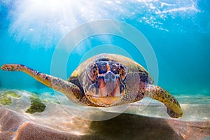 Hawaiian Green Sea Turtle cruising in the warm waters of the Pacific Ocean