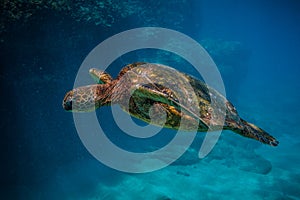 Hawaiian Green Sea Turtle cruising in the warm waters of the Pacific Ocean