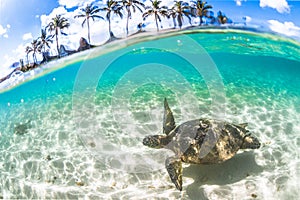 Hawaiian Green Sea Turtle cruising in the warm waters of the Pacific Ocean