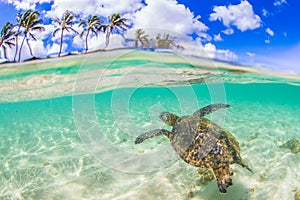 Hawaiian Green Sea Turtle cruising in the warm waters of the Pacific Ocean