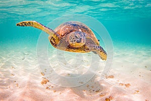 Hawaiian Green Sea Turtle cruising in the warm waters of the Pacific Ocean