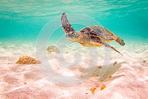 Hawaiian Green Sea Turtle cruising in the warm waters of the Pacific Ocean