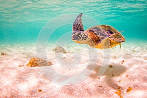 Hawaiian Green Sea Turtle cruising in the warm waters of the Pacific Ocean