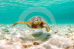 Hawaiian Green Sea Turtle cruising in the warm waters of the Pacific Ocean