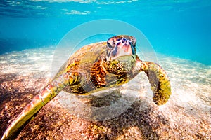 Hawaiian Green Sea Turtle cruising in the warm waters of the Pacific Ocean