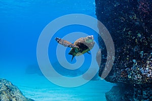 Hawaiian Green Sea Turtle cruising in the warm waters of the Pacific Ocean