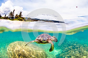 Hawaiian Green Sea Turtle cruising in the warm waters of the Pacific Ocean