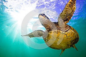 Hawaiian Green Sea Turtle cruising in the warm waters of the Pacific Ocean