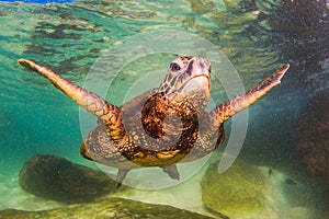 Hawaiian Green Sea Turtle cruising in the warm waters of the Pacific Ocean