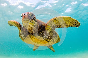 Hawaiian Green Sea Turtle cruising in the warm waters of the Pacific Ocean