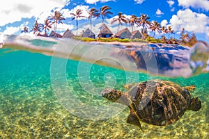 Hawaiian Green Sea Turtle cruising in the warm waters of the Pacific Ocean