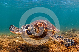 Hawaiian Green Sea Turtle cruising in the warm waters of the Pacific Ocean