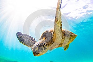 Hawaiian Green Sea Turtle cruising in the warm waters of the Pacific Ocean photo