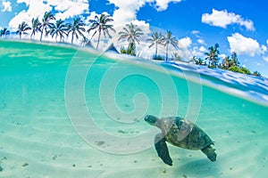 Hawaiian Green Sea Turtle cruising in the warm waters of the Pacific Ocean