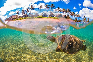 Hawaiian Green Sea Turtle cruising in the warm waters of the Pacific Ocean