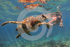 Hawaiian Green Sea Turtle cruising in the warm waters of the Pacific Ocean