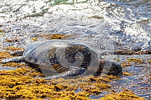 Hawaiian green sea turtle eating algae and basking for body warmth on the shores of Laniakea Beach in Oahu, Hawaii