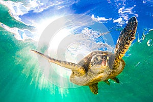 Hawaiian Green Sea Turtle photo