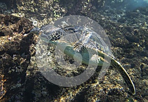 Hawaiian Green Sea Turtle With Fish Hook in Neck Swimming Close Up Profile