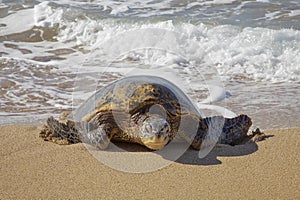 Hawaiian Green Sea Turtle Hauls Out of Surf onto Sandy Beach