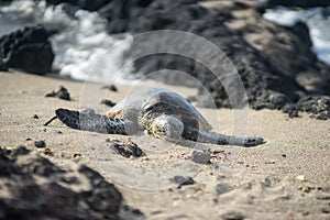 Hawaiian Green Sea Turtle - Hono