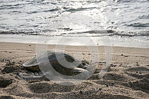 Hawaiian Green Sea Turtle - Hono