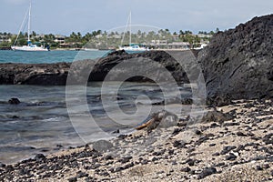 Hawaiian Green Sea Turtle - Hono