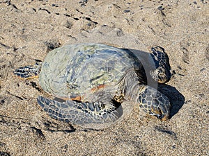 Hawaiian green sea turtle (honu, Chelonia mydas)