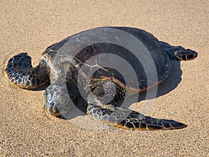 Hawaiian green sea turtle (honu, Chelonia mydas)