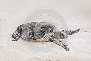 Hawaiian green sea turtle or honu is native to Hawaii, USA