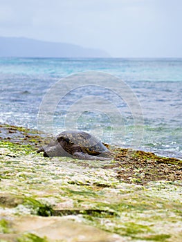 Hawaiian green sea turtle @ Oahu, Hawaii