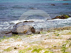 Hawaiian green sea turtle @ Oahu's North Shore, Hawaii photo