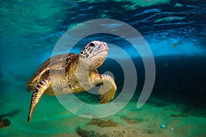 A Hawaiian Green Sea Turtle in the Pacific Ocean in Hawaii