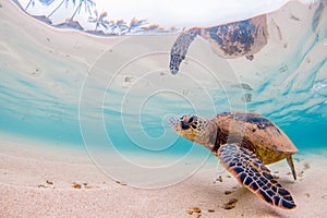 A Hawaiian Green Sea Turtle in the Pacific Ocean in Hawaii