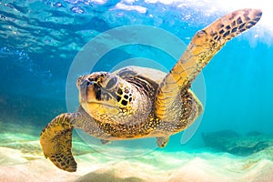 A Hawaiian Green Sea Turtle in the Pacific Ocean in Hawaii