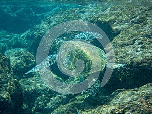 Hawaiian green sea turtle