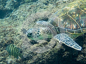 Hawaiian green sea turtle