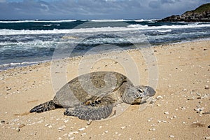 Hawaiian green sea turtle resting on the beach next to the pacific ocean