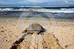 Hawaiian green sea turtle returning to the ocean after resting on the beach for the day