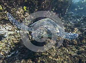 Hawaiian Green Sea Turtle with Rusted Fish Hook in Neck Swimming Underwater