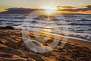 Hawaiian Green Sea Turtle Sleeps on Beach with Sunset over Ocean Beyond