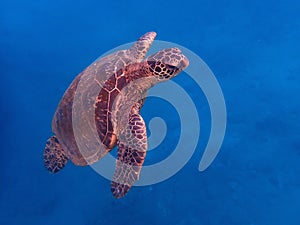 Hawaiian Green Sea Turtle Swims Underwater