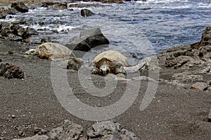 Hawaiian Green Sea Turtles along a black sand beach