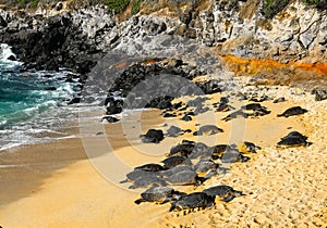 Hawaiian Green sea turtles