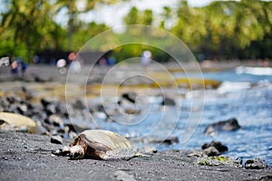 Hawaiian green turtles relaxing at Punaluu Black Sand Beach on the Big Island of Hawaii