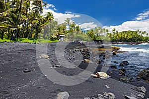 Hawaiian green turtles relaxing at Punaluu Black Sand Beach on the Big Island of Hawaii